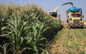 آغاز برداشت ذرت علوفه ای بهاره در دزفول آغاز برداشت ذرت علوفه ای بهاره در دزفول
