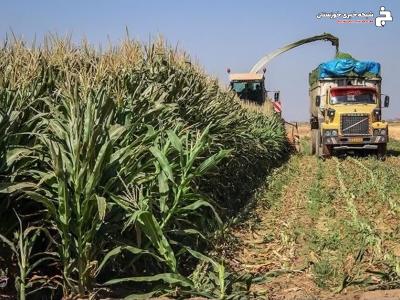 آغاز برداشت ذرت علوفه ای بهاره در دزفول آغاز برداشت ذرت علوفه ای بهاره در دزفول