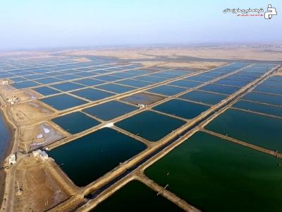 آغاز ذخیره سازی لارو میگو در سایت ۳۹۵ هکتاری هندیجان آغاز ذخیره سازی لارو میگو در سایت ۳۹۵ هکتاری هندیجان