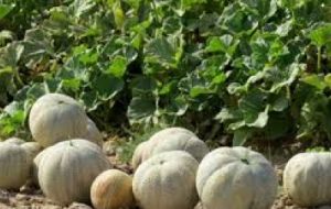 پیش بینی تولید بیش از ۱۵۰۰ تن سبزی،صیفی و محصولات جالیزی در آبادان پیش بینی تولید بیش از ۱۵۰۰ تن سبزی،صیفی و محصولات جالیزی در آبادان