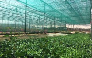 آشنایی کشاورزان خرمشهری با تجهیزات کشت گلخانه ای زیر سایبان آشنایی کشاورزان خرمشهری با تجهیزات کشت گلخانه ای زیر سایبان
