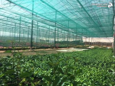 آشنایی کشاورزان خرمشهری با تجهیزات کشت گلخانه ای زیر سایبان آشنایی کشاورزان خرمشهری با تجهیزات کشت گلخانه ای زیر سایبان