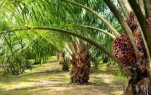 آموزش قلب تپنده ترویج کشاورزی در آبادان آموزش قلب تپنده ترویج کشاورزی در آبادان