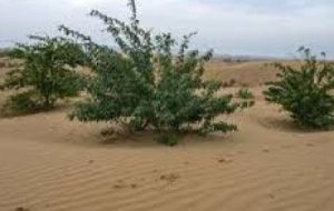 اجرای پروژه جنگل کاری در خرمشهر اجرای پروژه جنگل کاری در خرمشهر