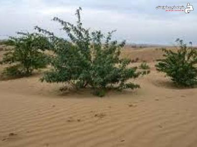 اجرای پروژه جنگل کاری در خرمشهر اجرای پروژه جنگل کاری در خرمشهر