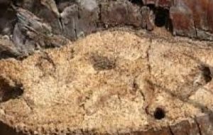 استمرار فعالیت ایستگاه پیش آگاهی کشوری چوبخوارهای خرما در خرمشهر استمرار فعالیت ایستگاه پیش آگاهی کشوری چوبخوارهای خرما در خرمشهر