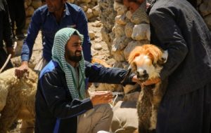 ایمن سازی دام های سبک در اندیکا علیه بیماری های آبله و PPR ایمن سازی دام های سبک در اندیکا علیه بیماری های آبله و PPR