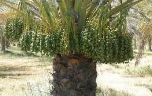 توسعه نخیلات در خرمشهر توسعه نخیلات در خرمشهر