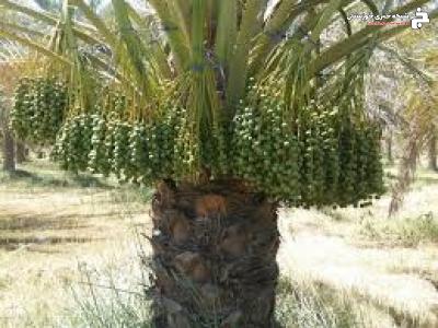 توسعه نخیلات در خرمشهر توسعه نخیلات در خرمشهر