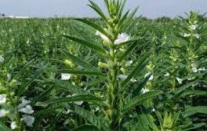 جهش تولید با کشت دانه روغنی کنجد در خرمشهر جهش تولید با کشت دانه روغنی کنجد در خرمشهر