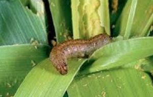 ردیابی آفت قرنطینه ای برگخوار پاییزه در خرمشهر ردیابی آفت قرنطینه ای برگخوار پاییزه در خرمشهر