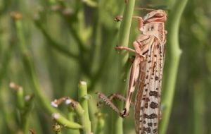 رصد و پایش کانون های ملخ صحرایی در هندیجان رصد و پایش کانون های ملخ صحرایی در هندیجان