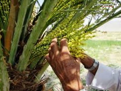 زیباسازی نخیلات با هرس و تکریب در خرمشهر زیباسازی نخیلات با هرس و تکریب در خرمشهر
