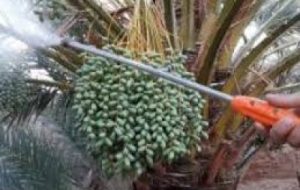 شناخت و کنترل عوامل خسارتزا گام اساسی در کاهش خسارت آفات و بیماریها شناخت و کنترل عوامل خسارتزا گام اساسی در کاهش خسارت آفات و بیماریها