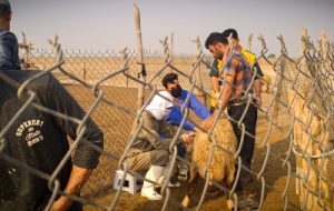 پایان طرح واکسیناسیون بر علیه بیماری طاعون نشخوارکنندگان کوچک در هندیجان پایان طرح واکسیناسیون بر علیه بیماری طاعون نشخوارکنندگان کوچک در هندیجان