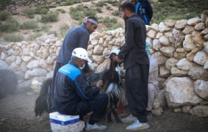پایان واکسیناسیون بیماری طاعون نشخوارکنندگان کوچک در بیش از ۴ میلیون راس دام سبک خوزستان پایان واکسیناسیون بیماری طاعون نشخوارکنندگان کوچک در بیش از ۴ میلیون راس دام سبک خوزستان