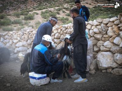 پایان واکسیناسیون بیماری طاعون نشخوارکنندگان کوچک در بیش از ۴ میلیون راس دام سبک خوزستان