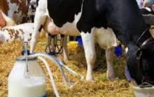 تولید ۸ هزار تن شیر در خرمشهر تولید ۸ هزار تن شیر در خرمشهر