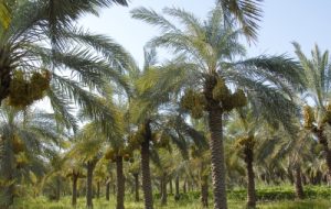 پرداخت بیش از ۶۴ میلیارد ریال اعتبار طرح جایگزینی پاجوش نخیلات در آبادان پرداخت بیش از ۶۴ میلیارد ریال اعتبار طرح جایگزینی پاجوش نخیلات در آبادان