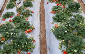 آغاز کشت توت فرنگی در ایذه آغاز کشت توت فرنگی در ایذه