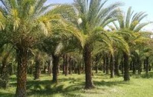 برداشت بیش از ۶۹ هزار تن خرما از سطح نخیلات آبادان برداشت بیش از ۶۹ هزار تن خرما از سطح نخیلات آبادان