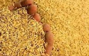 توزیع ۴۲۰ تن سبوس در آبادان توزیع ۴۲۰ تن سبوس در آبادان