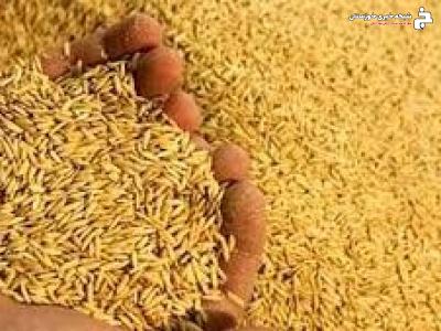 توزیع ۴۲۰ تن سبوس در آبادان توزیع ۴۲۰ تن سبوس در آبادان