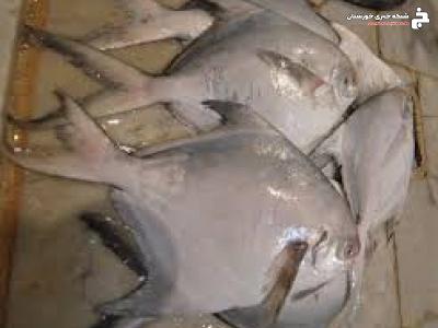 رشد ۹۰ درصدی رهاسازی ماهیان بومی در خوزستان رشد ۹۰ درصدی رهاسازی ماهیان بومی در خوزستان