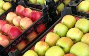 صادرات ۵۷۰ هزار تن محصولات کشاورزی از شلمچه صادرات ۵۷۰ هزار تن محصولات کشاورزی از شلمچه