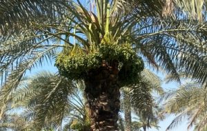 پایان برداشت خرما از نخلستان های شهرستان کارون پایان برداشت خرما از نخلستان های شهرستان کارون