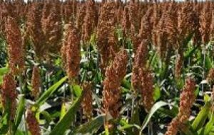 پیش بینی برداشت ۷۲۰ هزار تن ذرت علوفه ای در دزفول پیش بینی برداشت ۷۲۰ هزار تن ذرت علوفه ای در دزفول