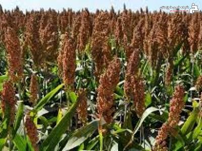 پیش بینی برداشت ۷۲۰ هزار تن ذرت علوفه ای در دزفول پیش بینی برداشت ۷۲۰ هزار تن ذرت علوفه ای در دزفول