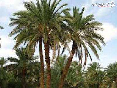 آشنایی با تغدیه مناسب و اصولی نخیلات در آبادان آشنایی با تغدیه مناسب و اصولی نخیلات در آبادان