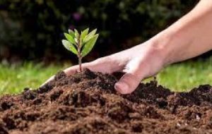 آشنایی با نحوه استفاده از کودهای اصلاح کننده خاک در آبادان آشنایی با نحوه استفاده از کودهای اصلاح کننده خاک در آبادان