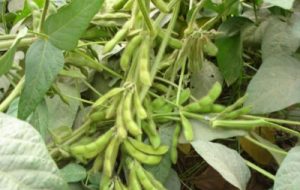 آغاز برداشت سویا در دزفول آغاز برداشت سویا در دزفول