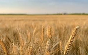 اجرای طرح ملی گندم بنیان در خرمشهر اجرای طرح ملی گندم بنیان در خرمشهر