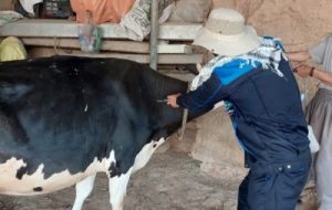 اجرای طرح واکسیناسیون لمپی اسکین در دامهای سنگین مسجدسلیمان اجرای طرح واکسیناسیون لمپی اسکین در دامهای سنگین مسجدسلیمان