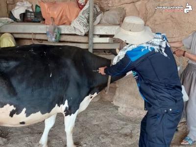 اجرای طرح واکسیناسیون لمپی اسکین در دامهای سنگین مسجدسلیمان اجرای طرح واکسیناسیون لمپی اسکین در دامهای سنگین مسجدسلیمان