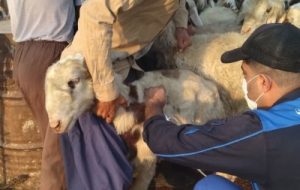 ارائه خدمات رایگان دامپزشکی به مناطق سخت گذر و عشایری اندیمشک ارائه خدمات رایگان دامپزشکی به مناطق سخت گذر و عشایری اندیمشک