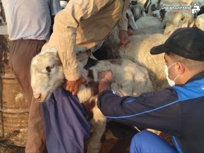ارائه خدمات رایگان دامپزشکی به مناطق سخت گذر و عشایری اندیمشک ارائه خدمات رایگان دامپزشکی به مناطق سخت گذر و عشایری اندیمشک