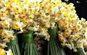 تولید سالانه ۱۷۰ میلیون گل شاخه بریده در خوزستان تولید سالانه ۱۷۰ میلیون گل شاخه بریده در خوزستان