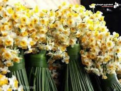 تولید سالانه ۱۷۰ میلیون گل شاخه بریده در خوزستان تولید سالانه ۱۷۰ میلیون گل شاخه بریده در خوزستان