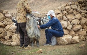 واکسیناسیون رایگان علیه تب برفکی در امیدیه و آغاجاری واکسیناسیون رایگان علیه تب برفکی در امیدیه و آغاجاری