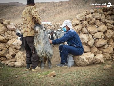 واکسیناسیون رایگان علیه تب برفکی در امیدیه و آغاجاری