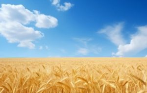 کاهش تنش شوری با استفاده از منابع کودی کاهش تنش شوری با استفاده از منابع کودی