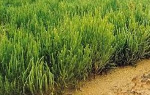 کشت گیاه شورزی سالیکورنیا در خرمشهر کشت گیاه شورزی سالیکورنیا در خرمشهر