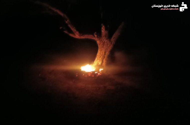  آتش سوزی در جنگل دست کاشت عفلوگ مهار شد آتش سوزی در جنگل دست کاشت عفلوگ مهار شد