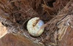 آشنایی با روش های کاربردی و موثر کنترل تلفیقی سوسک های چوبخوار خرما آشنایی با روش های کاربردی و موثر کنترل تلفیقی سوسک های چوبخوار خرما