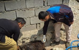 اتمام طرح واکسیناسیون سگ های صاحبدار روستایی در شوشتر اتمام طرح واکسیناسیون سگ های صاحبدار روستایی در شوشتر