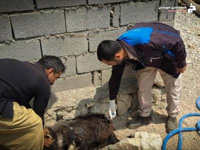 اتمام طرح واکسیناسیون سگ های صاحبدار روستایی در شوشتر اتمام طرح واکسیناسیون سگ های صاحبدار روستایی در شوشتر
